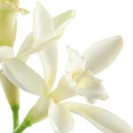 All or Nothing Parfum