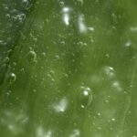 Aloe Vera Soothing Cleansing Gel for Feminelle External Genital Areas