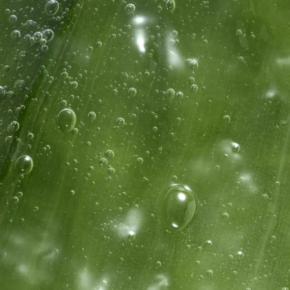 Aloe Vera Soothing Cleansing Gel for Feminelle External Genital Areas