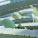 Men's Collection Agave Power EdT