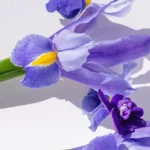 Women's Collection Charming Violet EdT